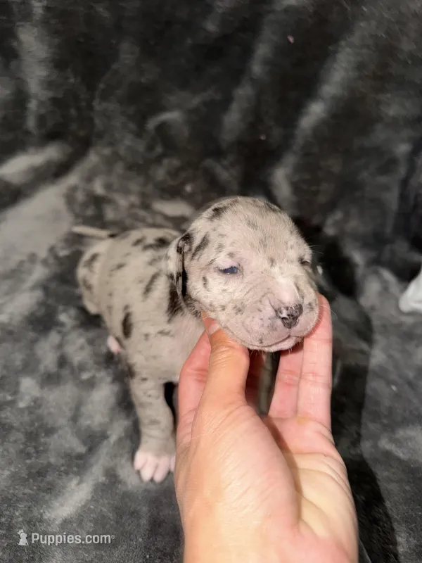 fiona  – American Pit Bull Terrier puppy for sale in East Hartford, CT