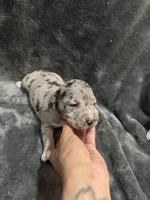 fiona , a female American Pit Bull Terrier for sale in East Hartford, CT – Photo 4 of 5