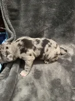 fiona , a female American Pit Bull Terrier for sale in East Hartford, CT – Photo 5 of 5