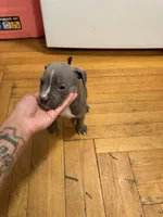 hercules , a male American Pit Bull Terrier for sale in East Hartford, CT – 2 of 2