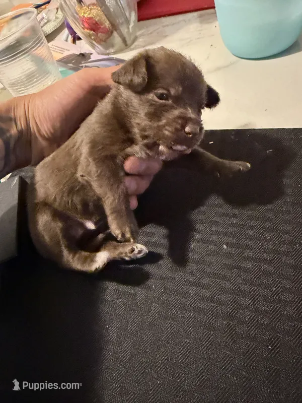 pebbles  – Chihuahua puppy for sale in East Hartford, CT