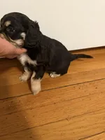 pumba , a male Cocker Spaniel for sale in East Hartford, CT – 3 of 3