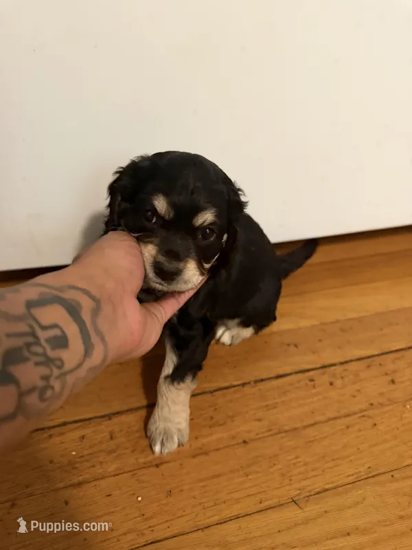 pumba  – Cocker Spaniel puppy for sale in East Hartford, CT
