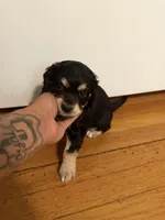 pumba , a male Cocker Spaniel for sale in East Hartford, CT – 1 of 3