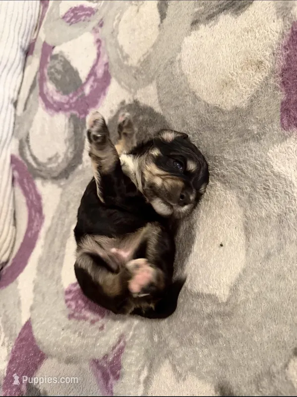 pumba  – Cocker Spaniel puppy for sale in East Hartford, CT