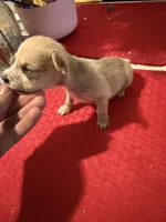 chico, a male Chihuahua for sale in East Hartford, CT – 5 of 8