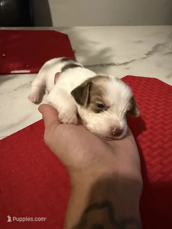 bowser  – Chihuahua puppy for sale in East Hartford, CT