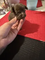 pebbles , a male Chihuahua for sale in East Hartford, CT – 3 of 5