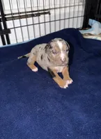 bingo , a male American Pit Bull Terrier for sale in East Hartford, CT – Photo 3 of 3