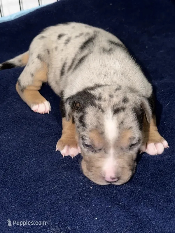 bingo  – American Pit Bull Terrier puppy for sale in East Hartford, CT