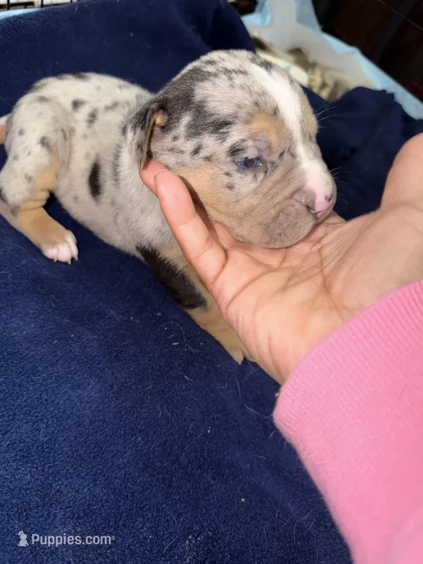 bingo  – American Pit Bull Terrier puppy for sale in East Hartford, CT