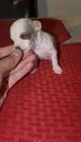 candis , a female Chihuahua for sale in East Hartford, CT – 5 of 5