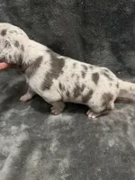 bluey , a male American Pit Bull Terrier for sale in East Hartford, CT – Photo 6 of 6