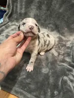 bluey , a male American Pit Bull Terrier for sale in East Hartford, CT – Photo 2 of 6