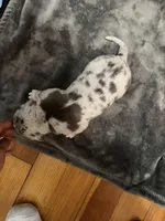 bluey , a male American Pit Bull Terrier for sale in East Hartford, CT – Photo 5 of 6