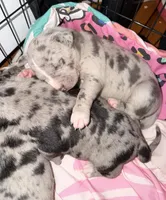 bluey , a male American Pit Bull Terrier for sale in East Hartford, CT – Photo 4 of 6