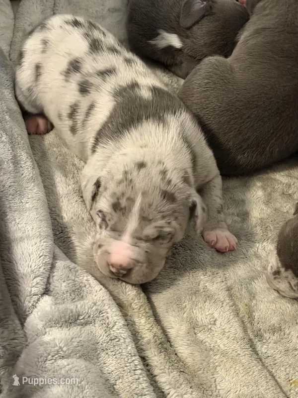 bluey  – American Pit Bull Terrier puppy for sale in East Hartford, CT