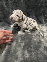 bluey , a male American Pit Bull Terrier for sale in East Hartford, CT – Photo 1 of 6