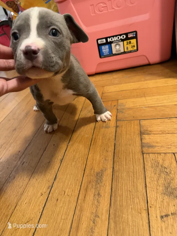 zack – American Pit Bull Terrier puppy for sale in East Hartford, CT