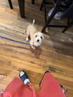 suesi , a female Chihuahua for sale in East Hartford, CT – 1 of 2