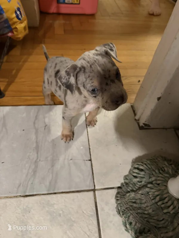 king – American Pit Bull Terrier puppy for sale in East Hartford, CT