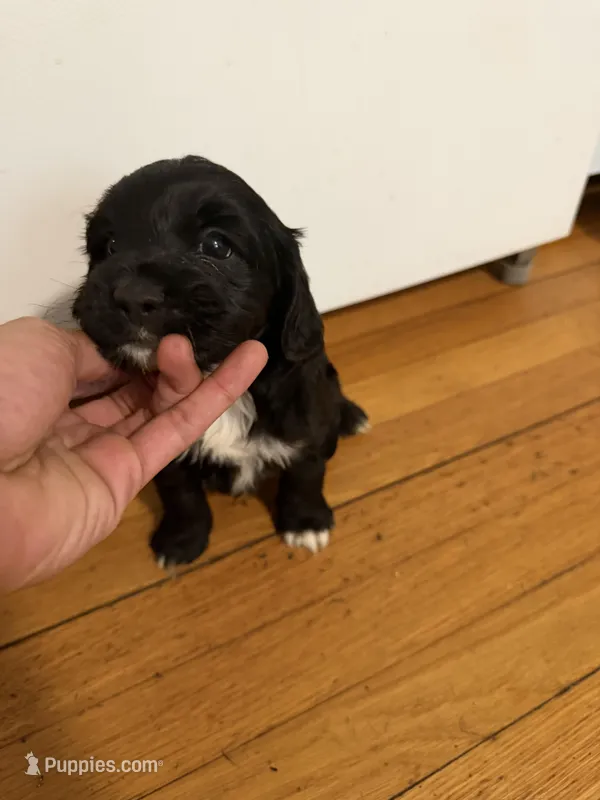 kiba – Cocker Spaniel puppy for sale in East Hartford, CT