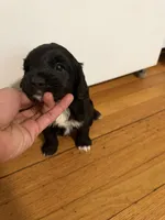 kiba, a male Cocker Spaniel for sale in East Hartford, CT – 1 of 4