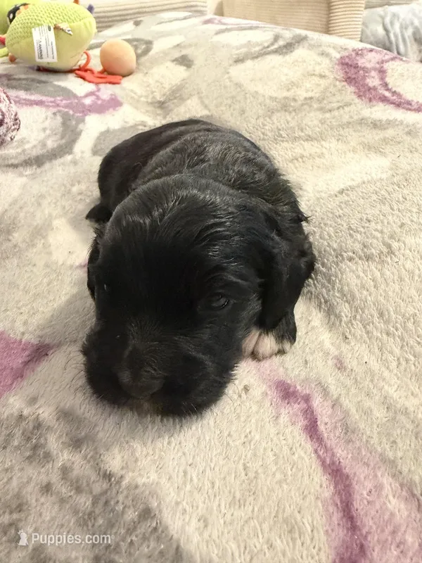 kiba – Cocker Spaniel puppy for sale in East Hartford, CT