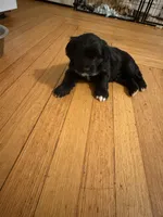 kiba, a male Cocker Spaniel for sale in East Hartford, CT – 4 of 4