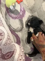 kiba, a male Cocker Spaniel for sale in East Hartford, CT – Photo 2 of 2