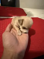 chico, a male Chihuahua for sale in East Hartford, CT – 2 of 8