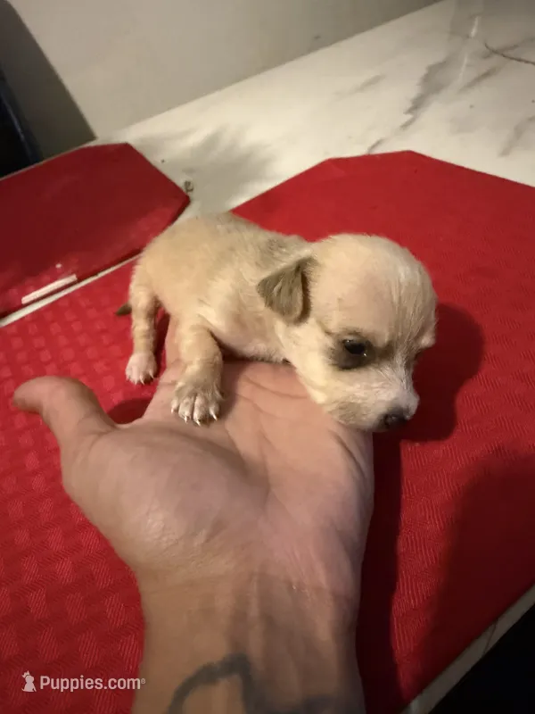 chico – Chihuahua puppy for sale in East Hartford, CT