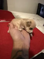 chico, a male Chihuahua for sale in East Hartford, CT – 4 of 8