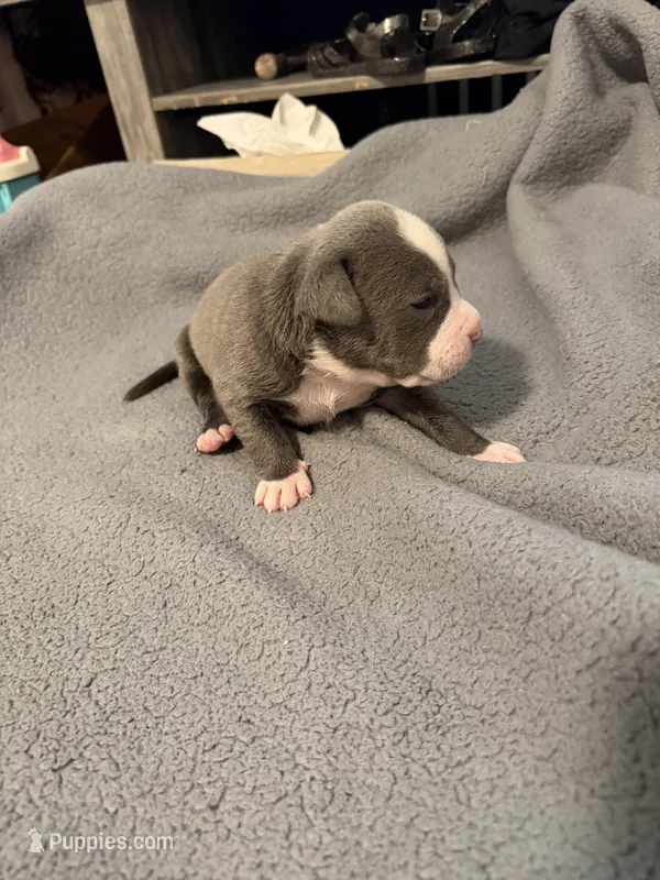 bubba  – American Pit Bull Terrier puppy for sale in East Hartford, CT