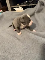 bubba , a male American Pit Bull Terrier for sale in East Hartford, CT – 1 of 4