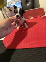 bailey , a female Chihuahua for sale in East Hartford, CT – 2 of 4
