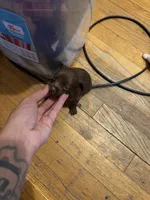 pebbles , a male Chihuahua for sale in East Hartford, CT – 5 of 5