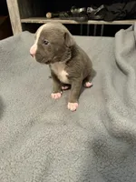 zack, a male American Pit Bull Terrier for sale in East Hartford, CT – 4 of 4