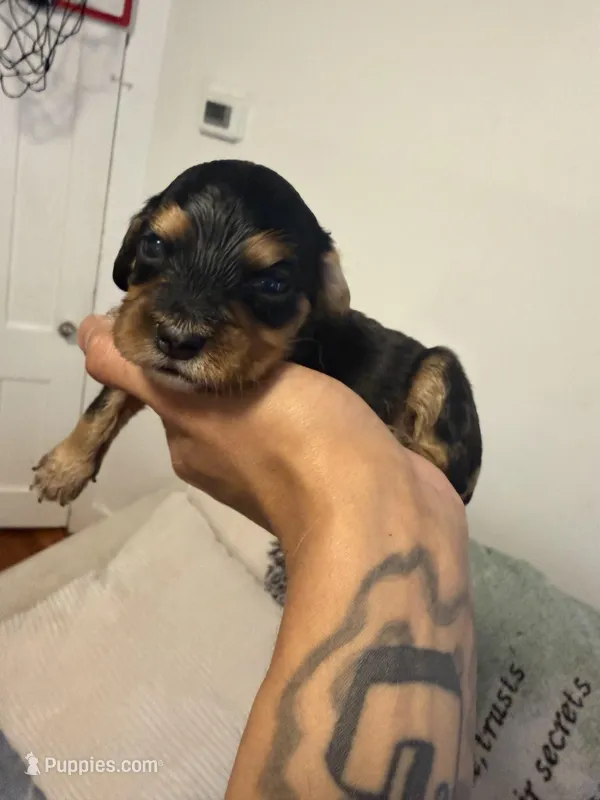 simba – Cocker Spaniel puppy for sale in East Hartford, CT