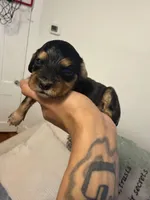simba, a male Cocker Spaniel for sale in East Hartford, CT – 2 of 3