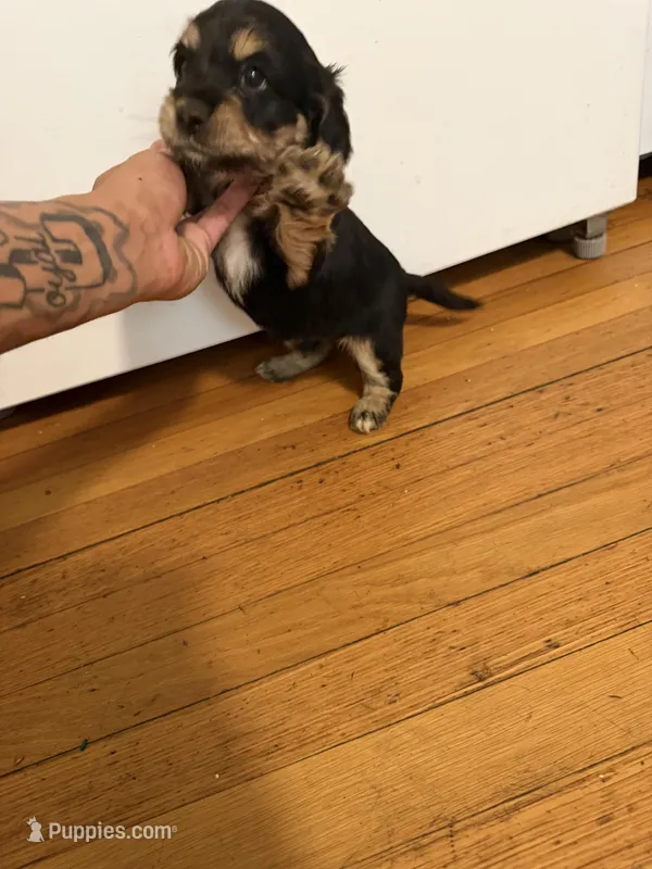 simba – Cocker Spaniel puppy for sale in East Hartford, CT
