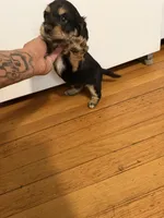 simba, a male Cocker Spaniel for sale in East Hartford, CT – 1 of 3