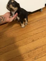simba, a male Cocker Spaniel for sale in East Hartford, CT – 3 of 3