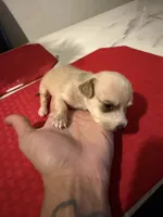 chico, a male Chihuahua for sale in East Hartford, CT – 5 of 5