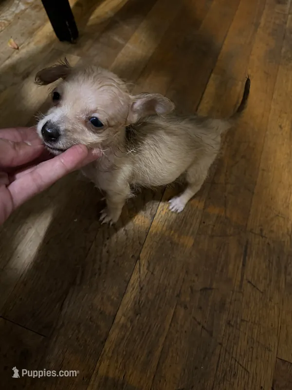 chico – Chihuahua puppy for sale in East Hartford, CT