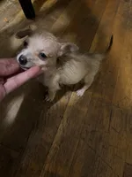 chico, a male Chihuahua for sale in East Hartford, CT – 1 of 5