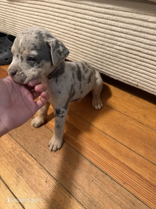 king – American Pit Bull Terrier puppy for sale in East Hartford, CT