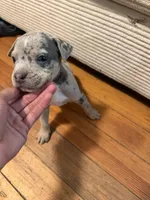 king, a male American Pit Bull Terrier for sale in East Hartford, CT – 2 of 2