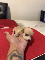chico, a male Chihuahua for sale in East Hartford, CT – 7 of 8