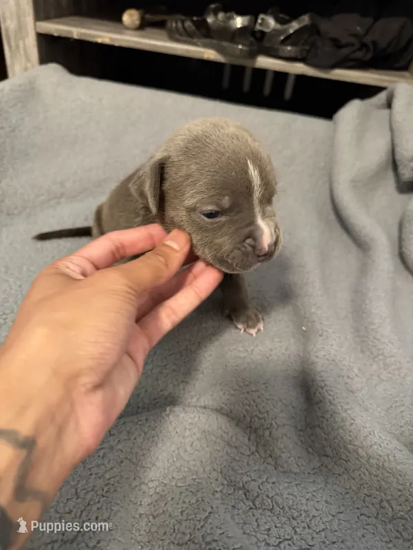 Hercules  – American Pit Bull Terrier puppy for sale in East Hartford, CT